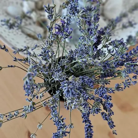 Lavanda